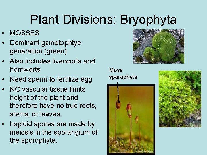 Plant Divisions: Bryophyta • MOSSES • Dominant gametophtye generation (green) • Also includes liverworts