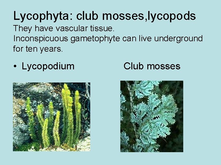 Lycophyta: club mosses, lycopods They have vascular tissue. Inconspicuous gametophyte can live underground for