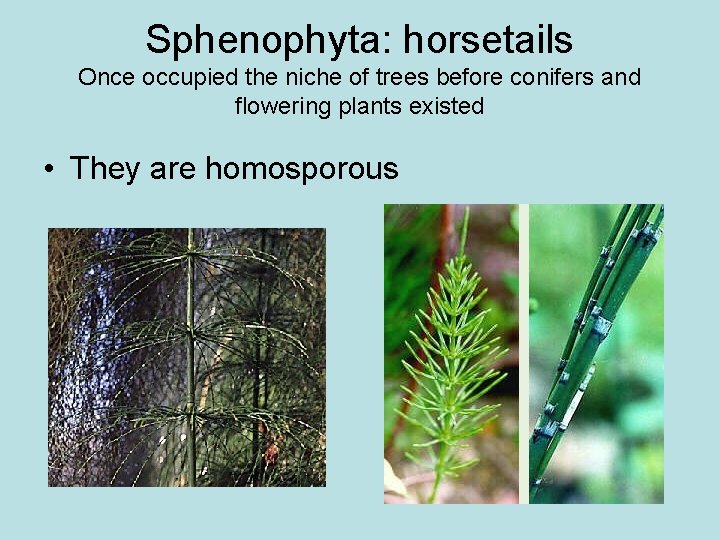 Sphenophyta: horsetails Once occupied the niche of trees before conifers and flowering plants existed