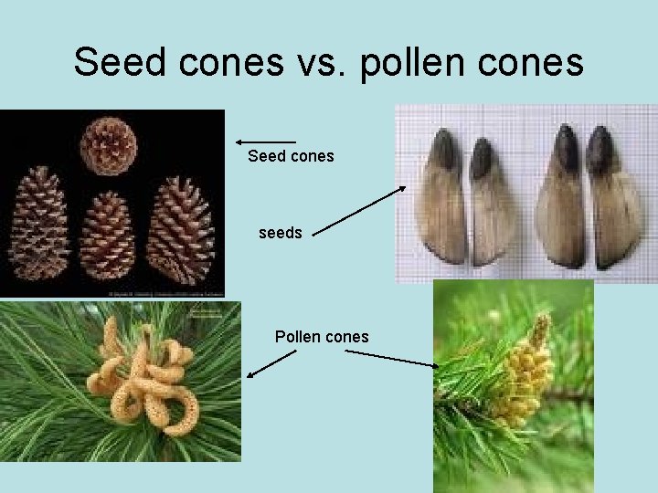 Seed cones vs. pollen cones Seed cones seeds Pollen cones 