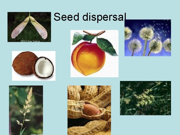 Seed dispersal 