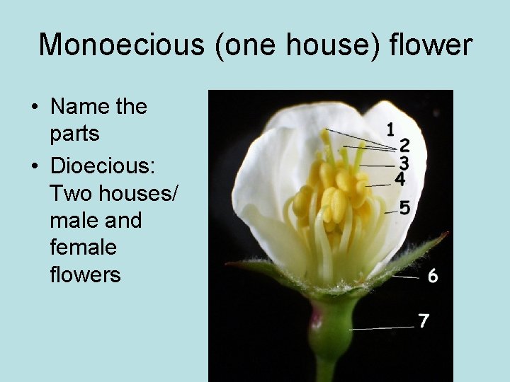 Monoecious (one house) flower • Name the parts • Dioecious: Two houses/ male and