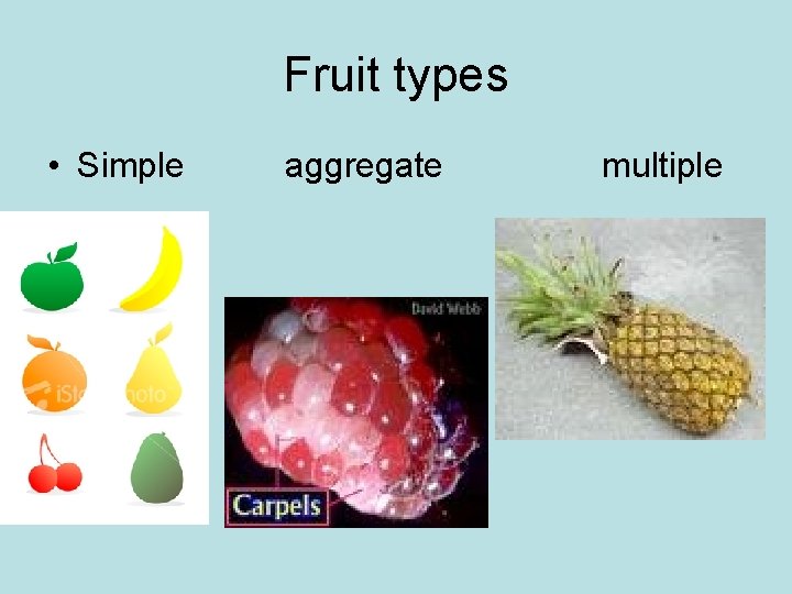 Fruit types • Simple aggregate multiple 