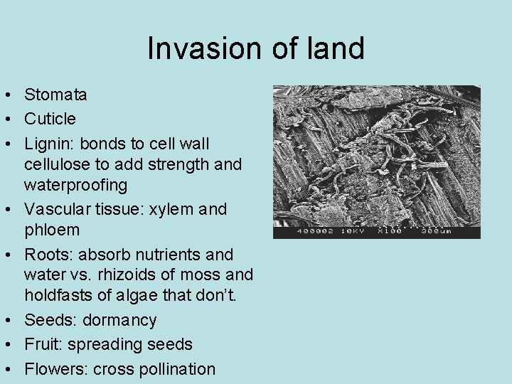 Invasion of land • Stomata • Cuticle • Lignin: bonds to cell wall cellulose