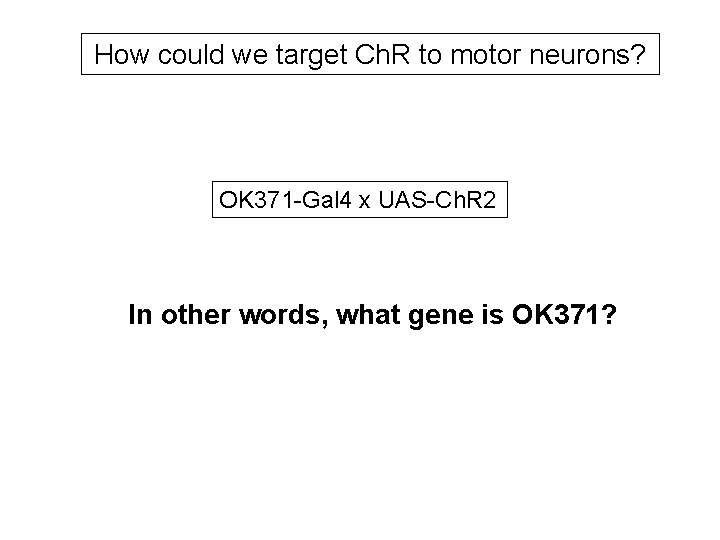 How could we target Ch. R to motor neurons? OK 371 -Gal 4 x