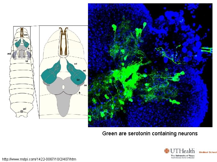 Green are serotonin containing neurons http: //www. mdpi. com/1422 -0067/10/2/407/htm 