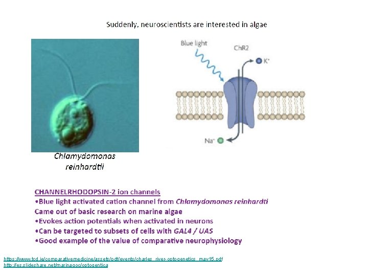 https: //www. tcd. ie/comparativemedicine/assets/pdf/events/charles_river-optogenetics_may 15. pdf http: //es. slideshare. net/marinagoc/optogentica 