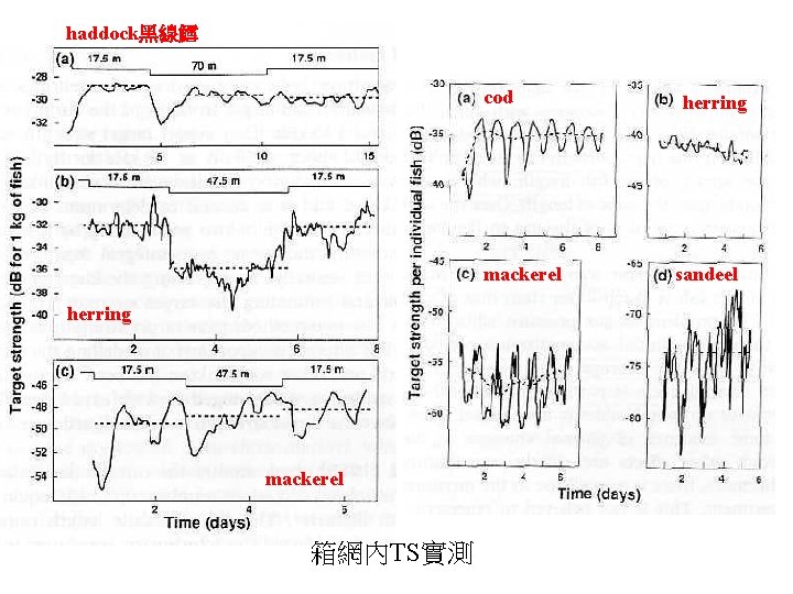 haddock黑線鱈 cod mackerel herring mackerel 箱網內TS實測 herring sandeel 