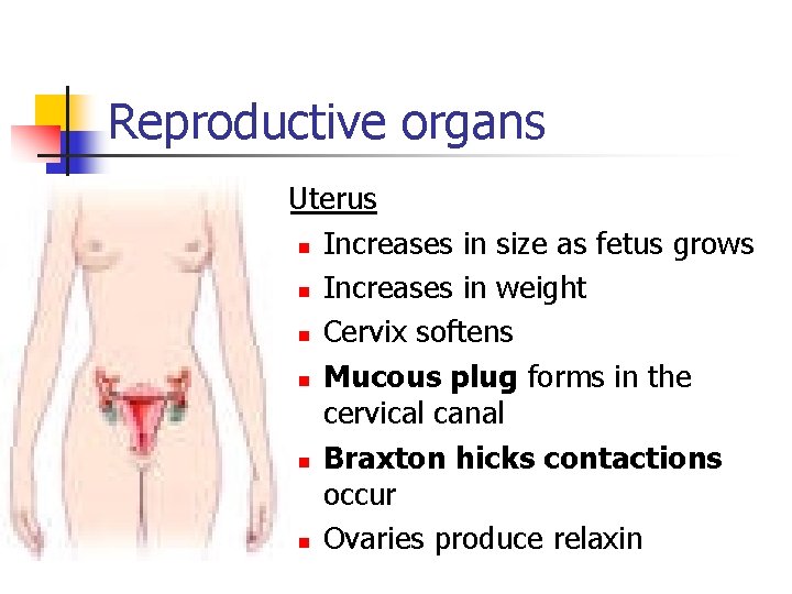 Reproductive organs n Uterus n Increases in size as fetus grows n Increases in