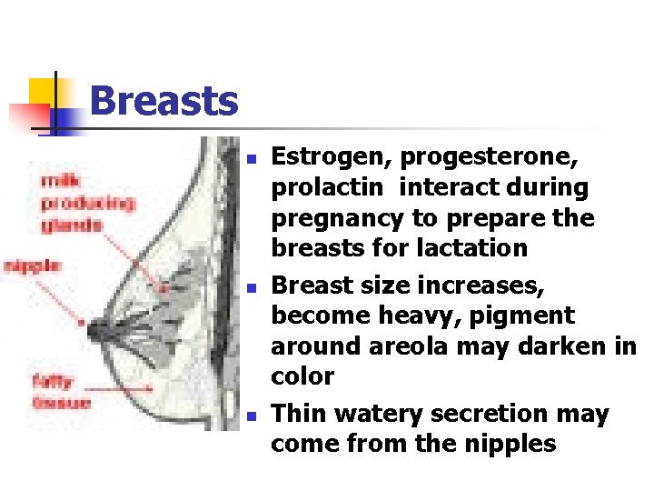 Breasts n n n Estrogen, progesterone, prolactin interact during pregnancy to prepare the breasts