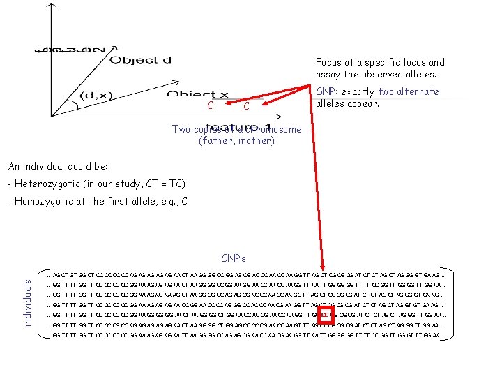 Focus at a specific locus and assay the observed alleles. C C SNP: exactly