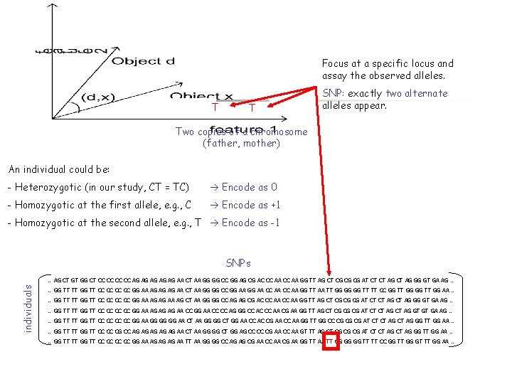 Focus at a specific locus and assay the observed alleles. T T SNP: exactly