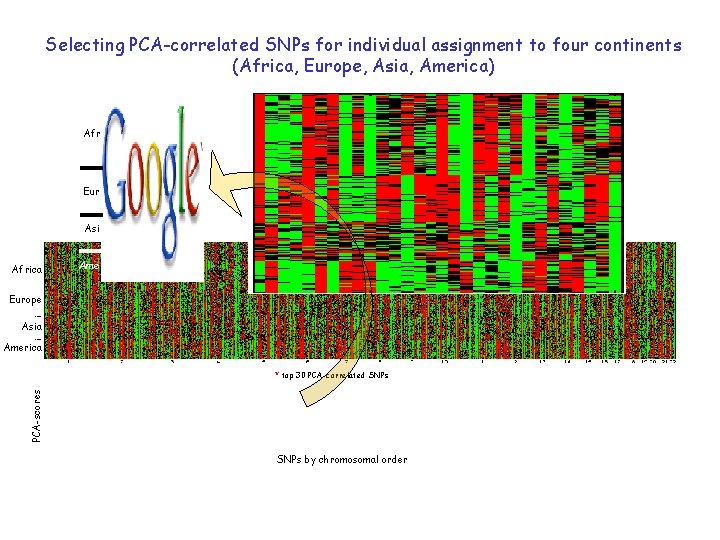 Selecting PCA-correlated SNPs for individual assignment to four continents (Africa, Europe, Asia, America) Afr