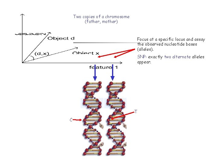 Two copies of a chromosome (father, mother) Focus at a specific locus and assay