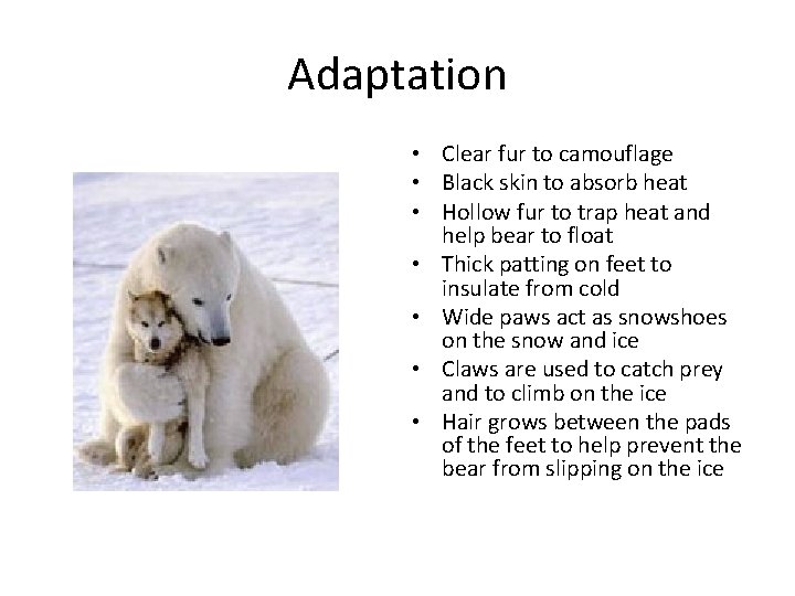 Adaptation • Clear fur to camouflage • Black skin to absorb heat • Hollow