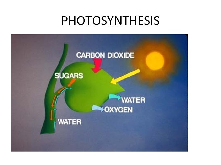 PHOTOSYNTHESIS 