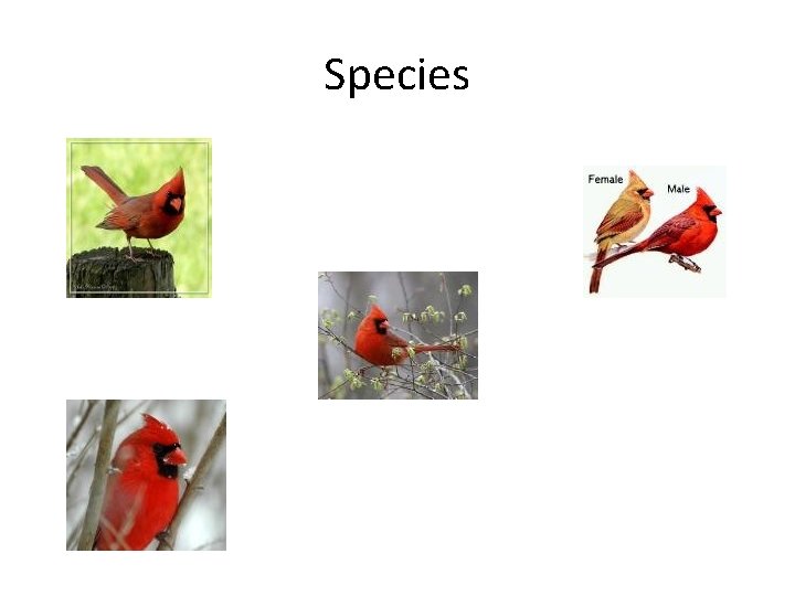Species 