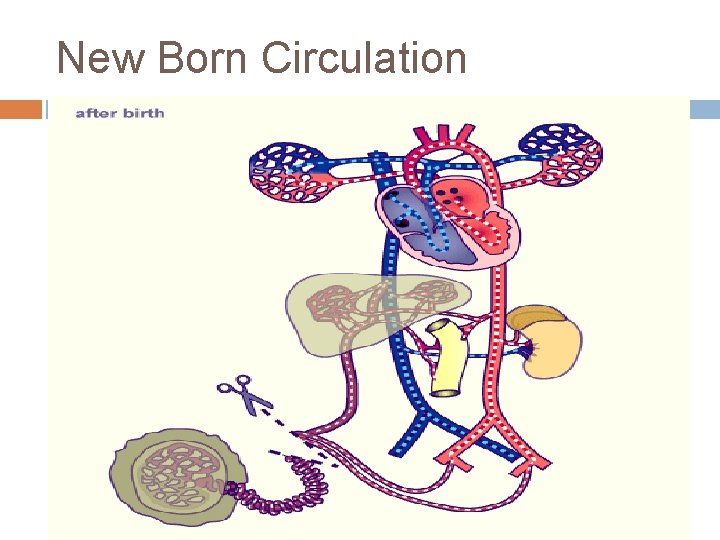 New Born Circulation 