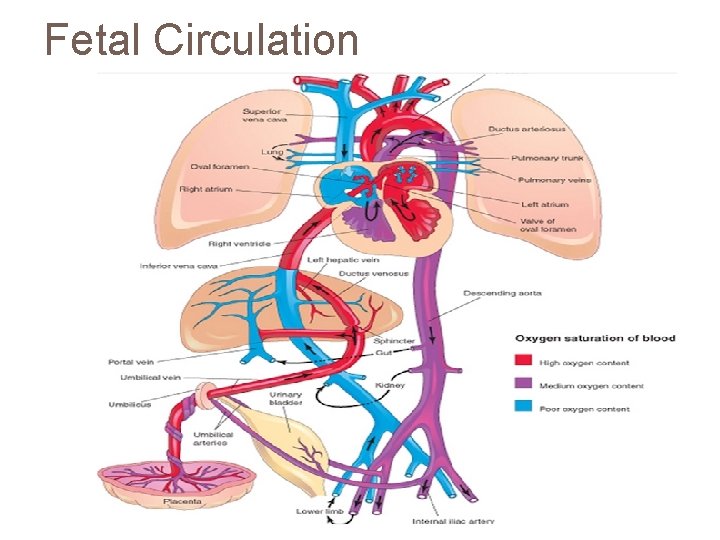 Fetal Circulation 