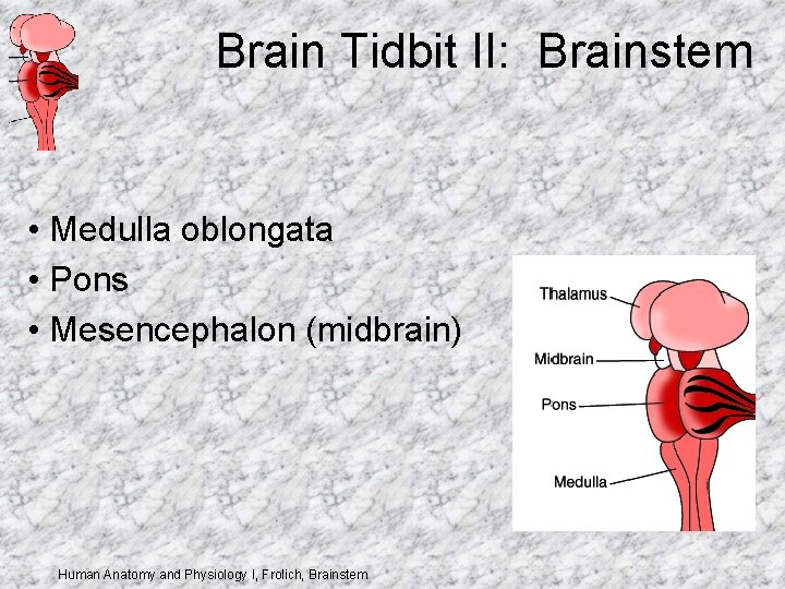 Brain Tidbit II: Brainstem • Medulla oblongata • Pons • Mesencephalon (midbrain) Human Anatomy