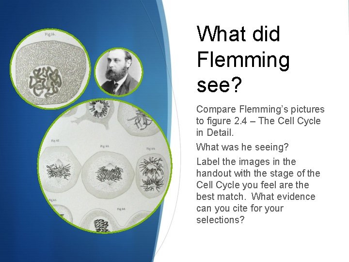 What did Flemming see? Compare Flemming’s pictures to figure 2. 4 – The Cell
