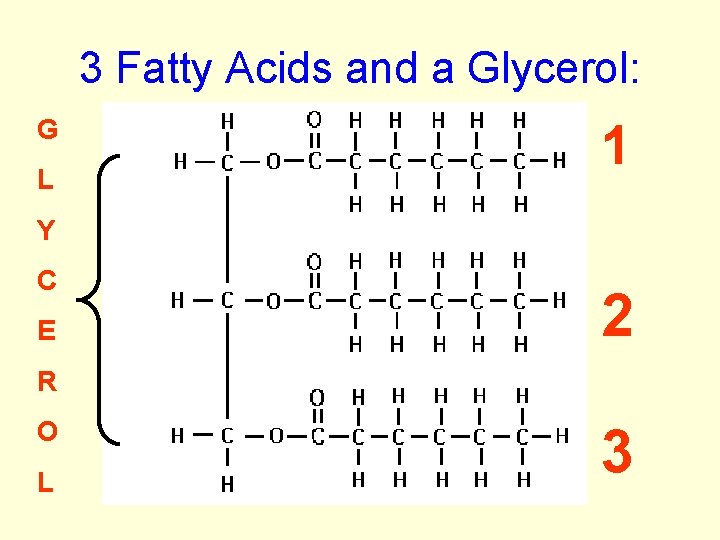 3 Fatty Acids and a Glycerol: G L 1 Y C E 2 R