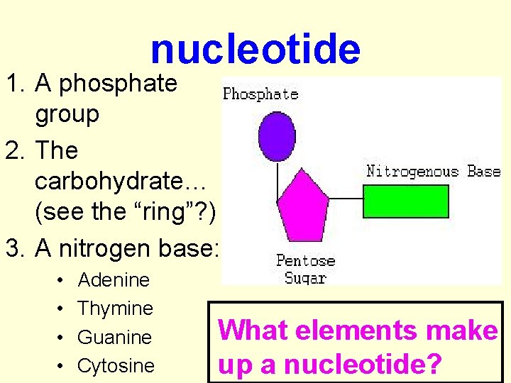 nucleotide 1. A phosphate group 2. The carbohydrate… (see the “ring”? ) 3. A