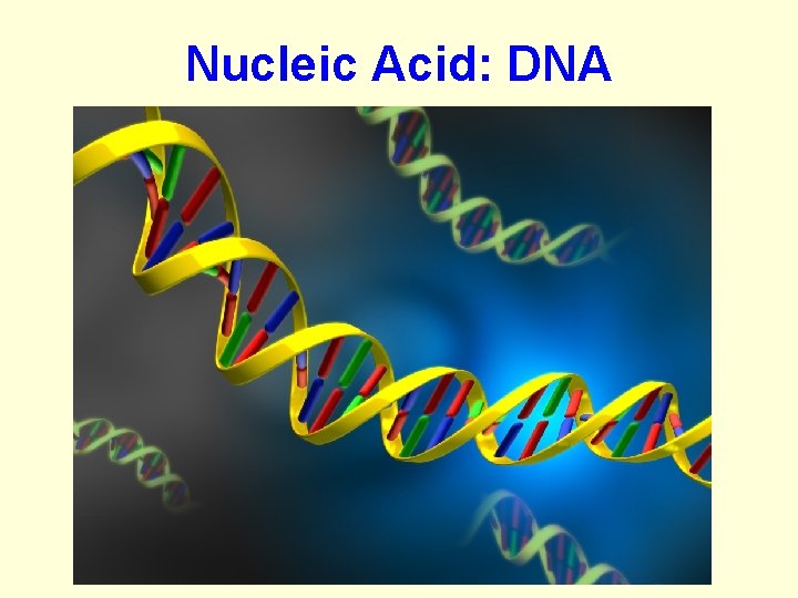 Nucleic Acid: DNA 