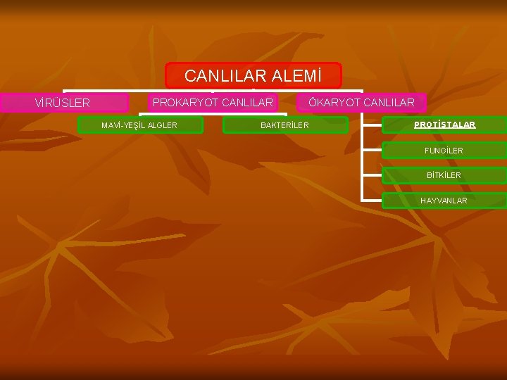 CANLILAR ALEMİ VİRÜSLER PROKARYOT CANLILAR MAVİ-YEŞİL ALGLER ÖKARYOT CANLILAR BAKTERİLER PROTİSTALAR FUNGİLER BİTKİLER HAYVANLAR