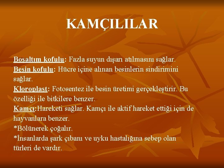 KAMÇILILAR Boşaltım kofulu: Fazla suyun dışarı atılmasını sağlar. Besin kofulu: Hücre içine alınan besinlerin