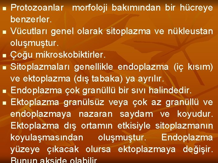 n n n Protozoanlar morfoloji bakımından bir hücreye benzerler. Vücutları genel olarak sitoplazma ve