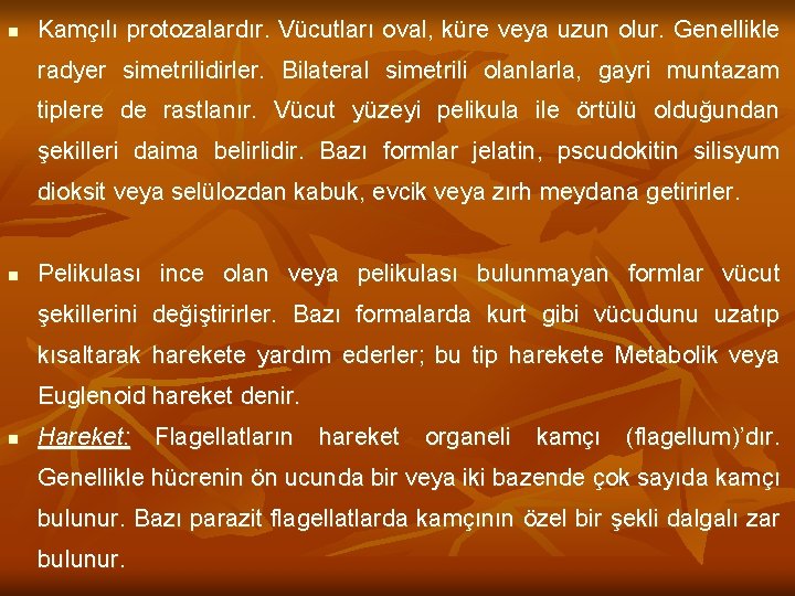 n Kamçılı protozalardır. Vücutları oval, küre veya uzun olur. Genellikle radyer simetrilidirler. Bilateral simetrili