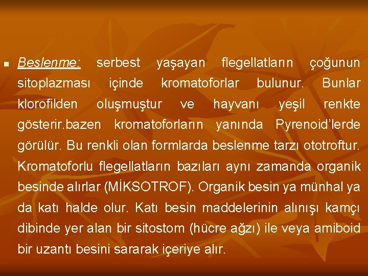 n Beslenme: sitoplazması klorofilden serbest içinde yaşayan flegellatların kromatoforlar oluşmuştur ve bulunur. hayvanı yeşil