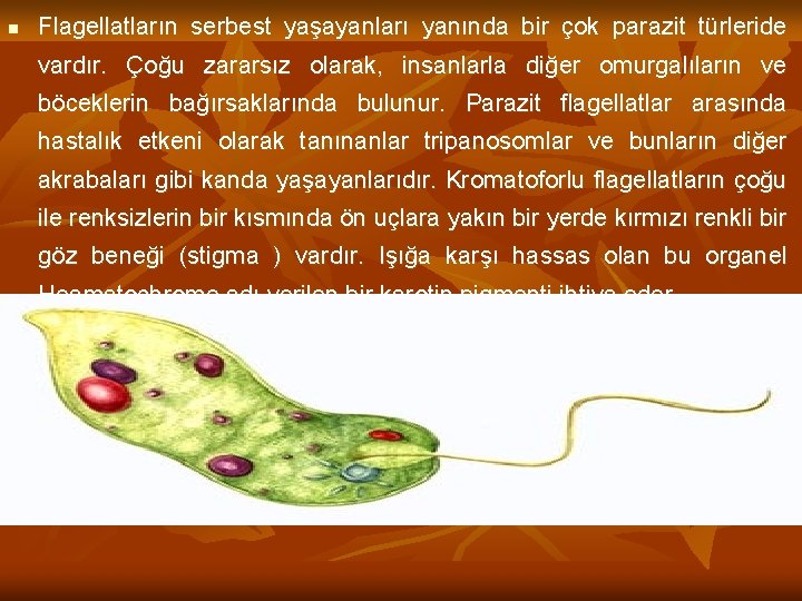 n Flagellatların serbest yaşayanları yanında bir çok parazit türleride vardır. Çoğu zararsız olarak, insanlarla
