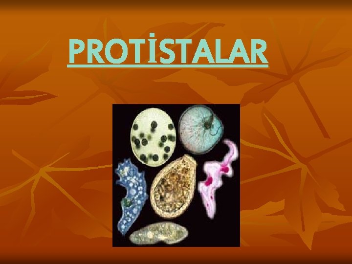 PROTİSTALAR 