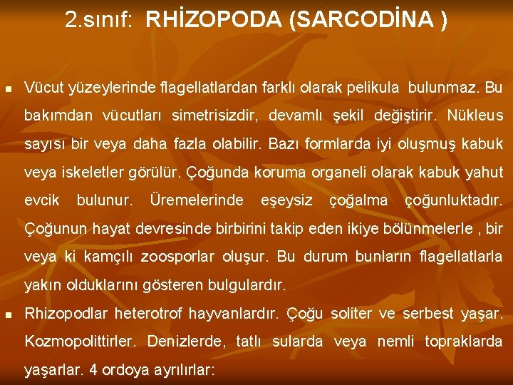 2. sınıf: RHİZOPODA (SARCODİNA ) n Vücut yüzeylerinde flagellatlardan farklı olarak pelikula bulunmaz. Bu