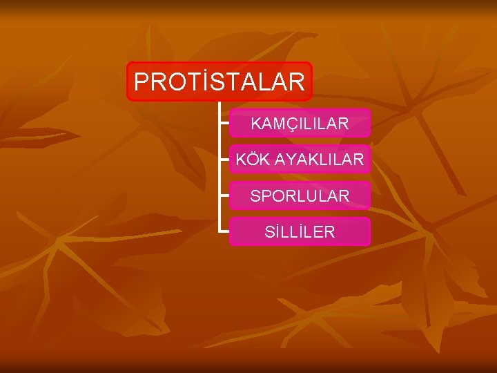 PROTİSTALAR KAMÇILILAR KÖK AYAKLILAR SPORLULAR SİLLİLER 