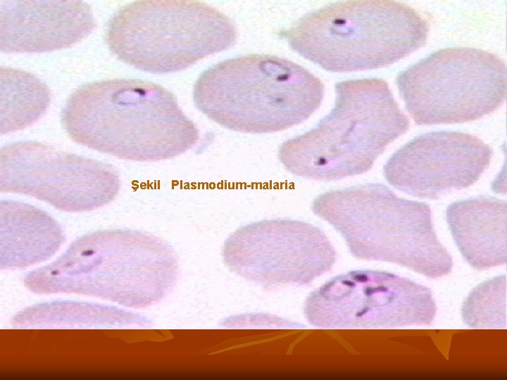Şekil Plasmodium-malaria 
