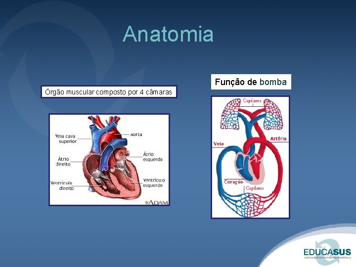 Anatomia Função de bomba Órgão muscular composto por 4 câmaras 