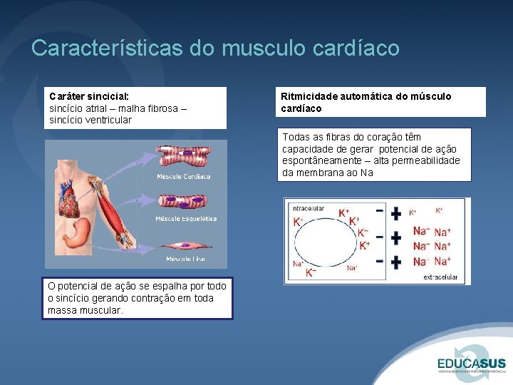 Características do musculo cardíaco Caráter sincicial: sincício atrial – malha fibrosa – sincício ventricular