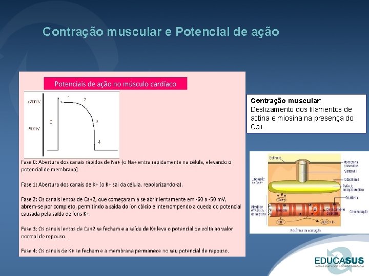 Contração muscular e Potencial de ação Contração muscular: Deslizamento dos filamentos de actina e