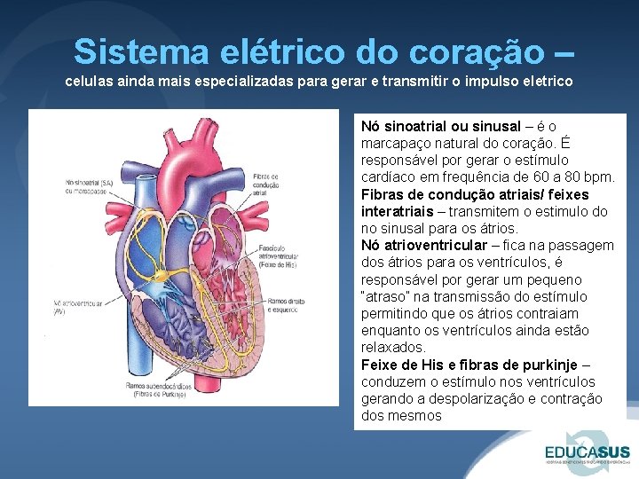  Sistema elétrico do coração – celulas ainda mais especializadas para gerar e transmitir