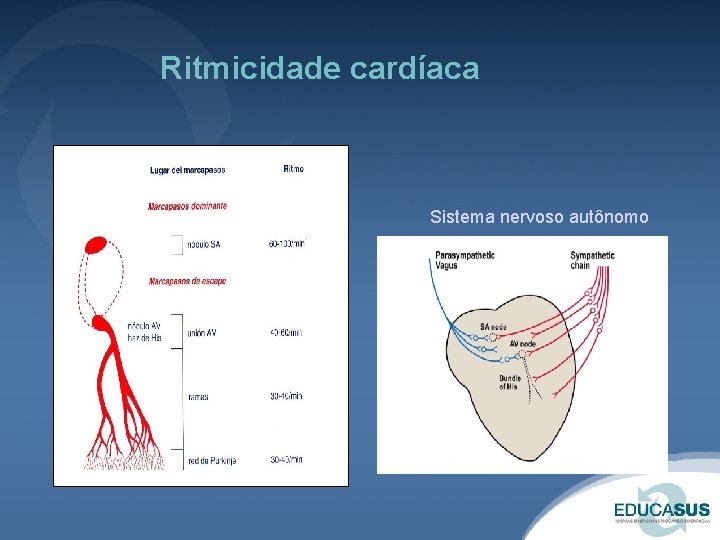Ritmicidade cardíaca Sistema nervoso autônomo 