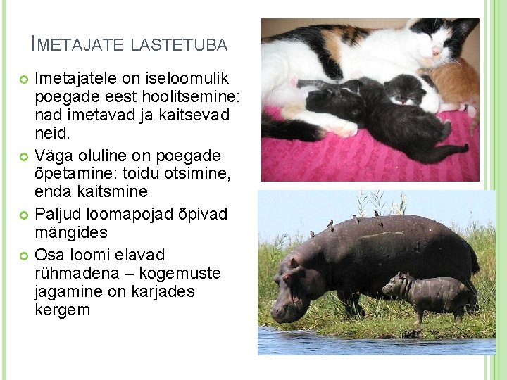 IMETAJATE LASTETUBA Imetajatele on iseloomulik poegade eest hoolitsemine: nad imetavad ja kaitsevad neid. Väga