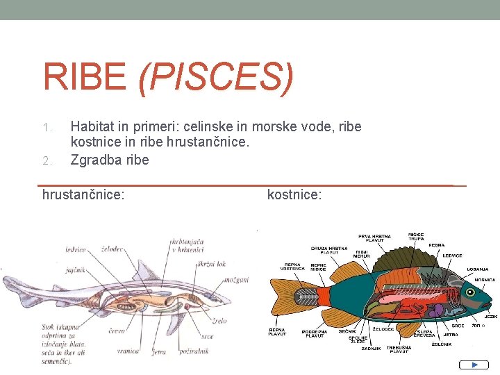 RIBE (PISCES) 1. 2. Habitat in primeri: celinske in morske vode, ribe kostnice in