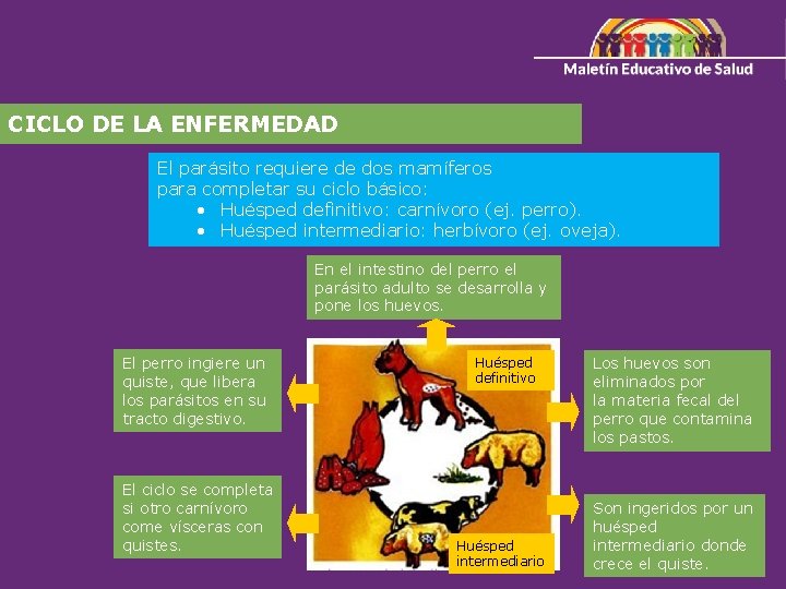 CICLO DE LA ENFERMEDAD El parásito requiere de dos mamíferos para completar su ciclo