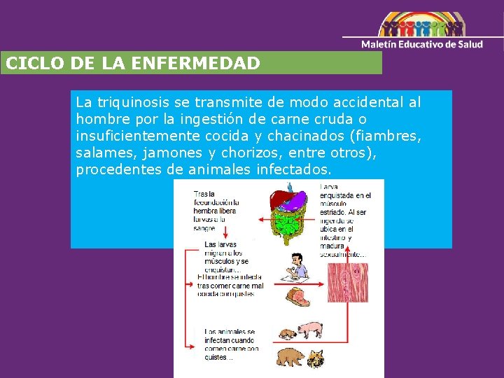 CICLO DE LA ENFERMEDAD La triquinosis se transmite de modo accidental al hombre por