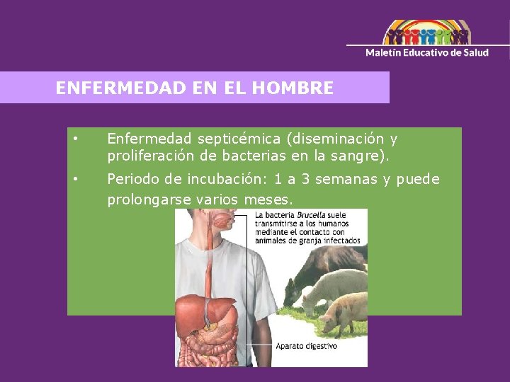 ENFERMEDAD EN EL HOMBRE • Enfermedad septicémica (diseminación y proliferación de bacterias en la