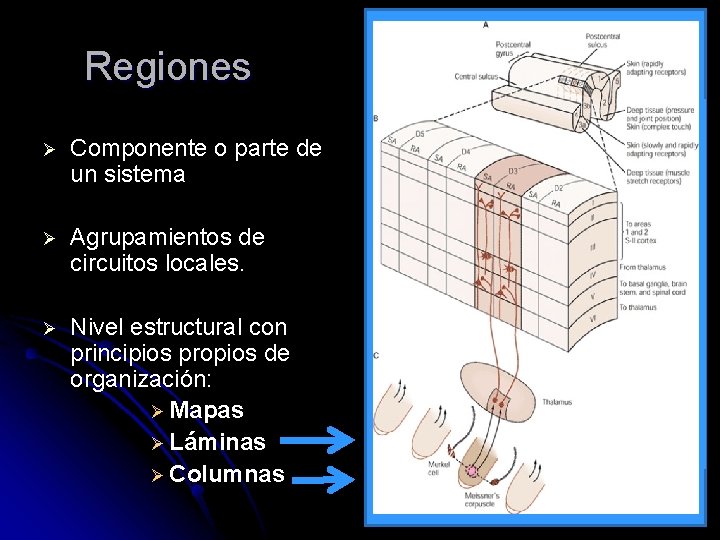 Regiones Ø Componente o parte de un sistema Ø Agrupamientos de circuitos locales. Ø