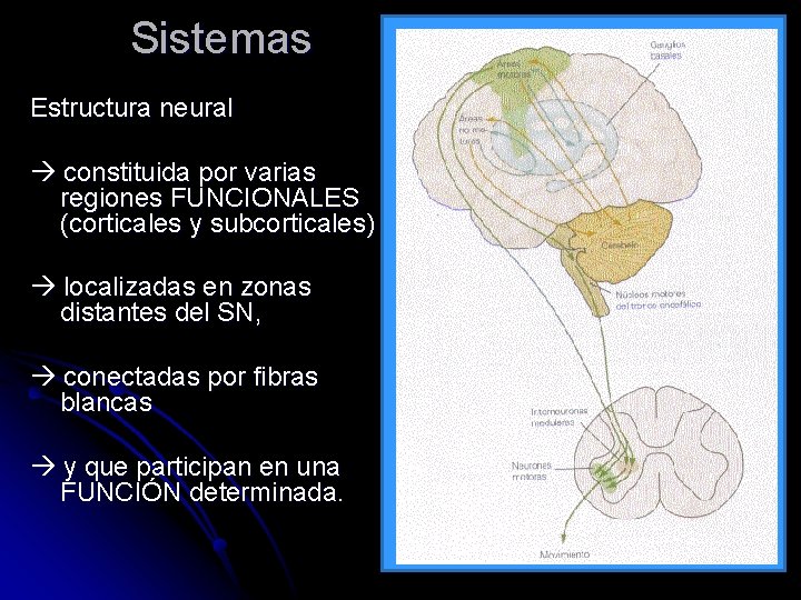 Sistemas Estructura neural constituida por varias regiones FUNCIONALES (corticales y subcorticales) localizadas en zonas